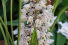 Coelogyne multiflora BM